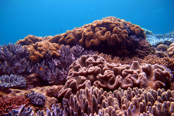 ソフトコーラル　軟質サンゴ