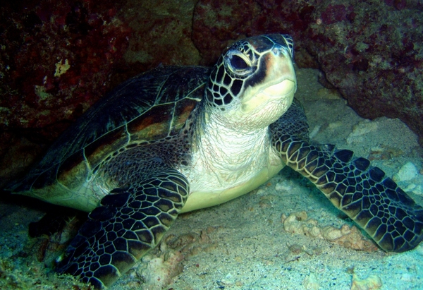アオウミガメ　Green Sea Turtle