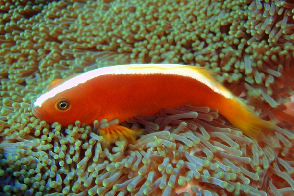 セジロクマノミ　Orange anemonefish