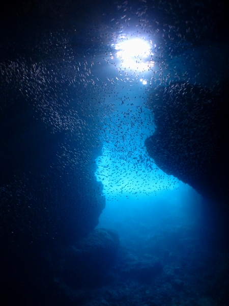 リュウキュウハタンポの幼魚　青の洞窟