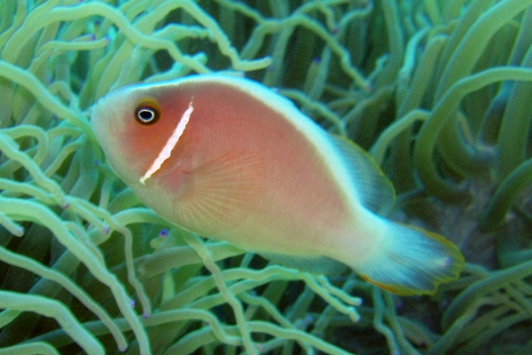 ハナビラクマノミ Pink anemonefish