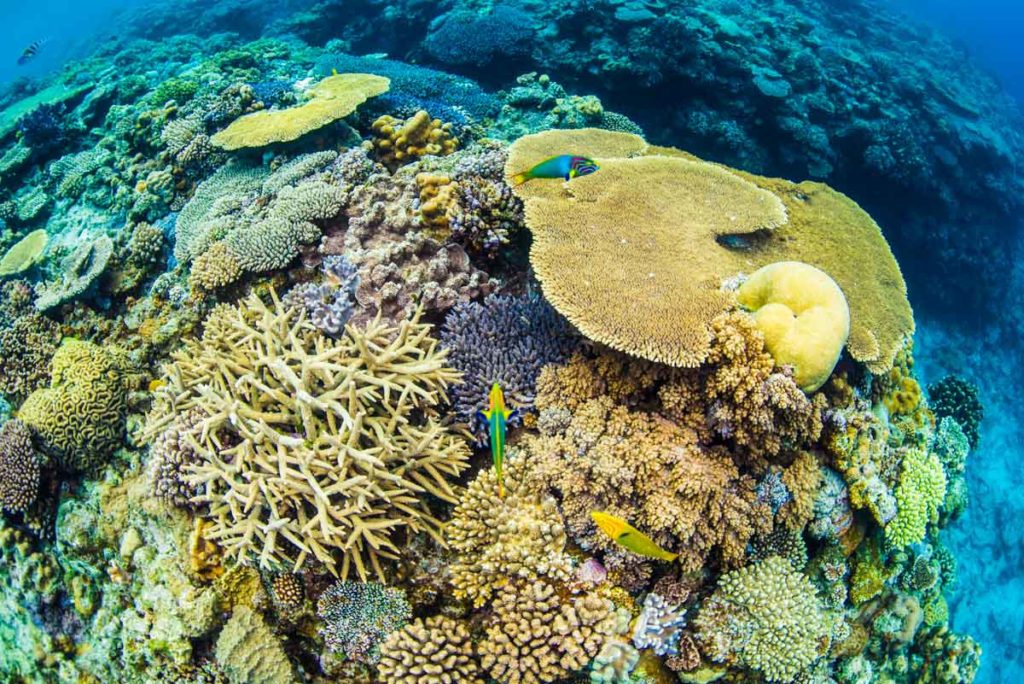 沖縄で1番珊瑚が綺麗な水納島