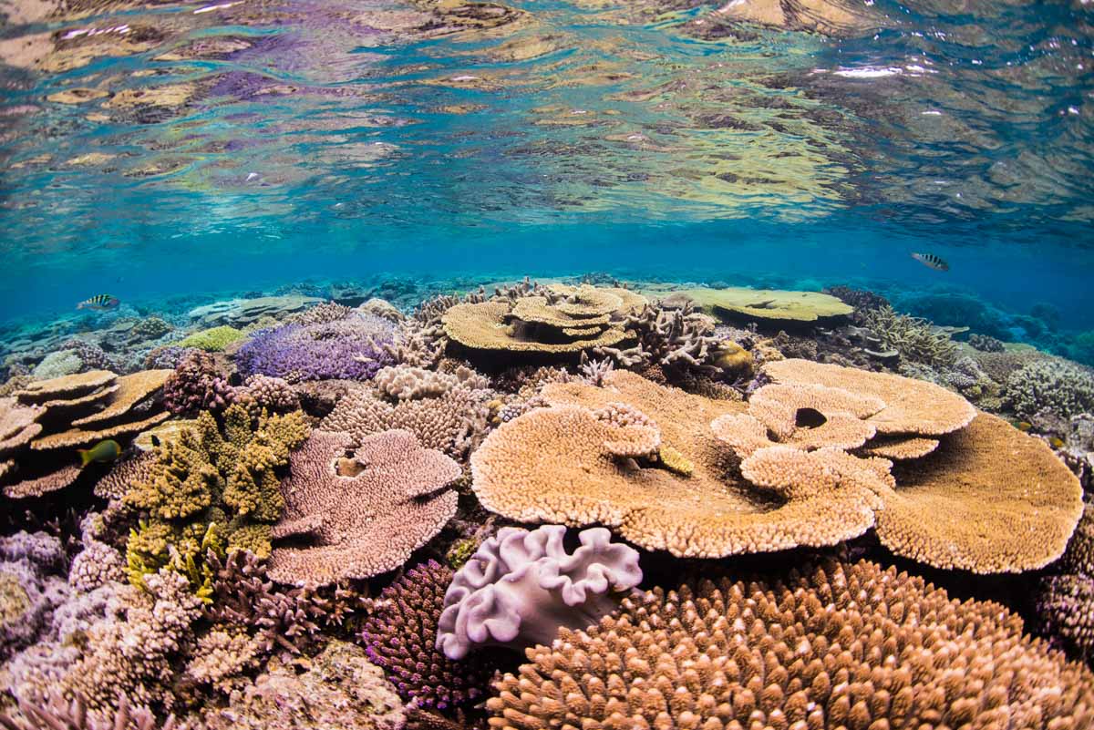 水面に反射する珊瑚
