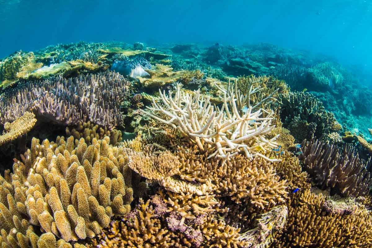 沖縄本島北部のスポット・珊瑚の群生