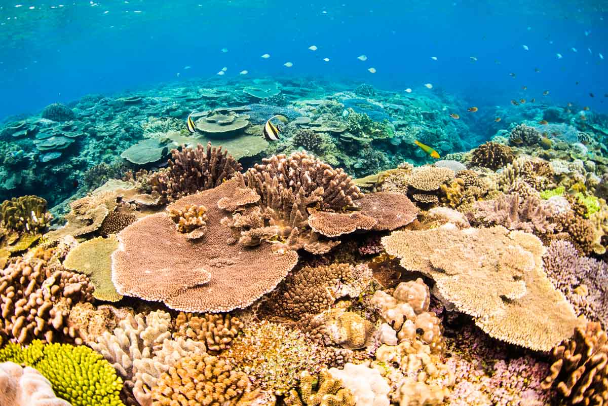 沖縄で1番綺麗な水納島の浅瀬の珊瑚 ②