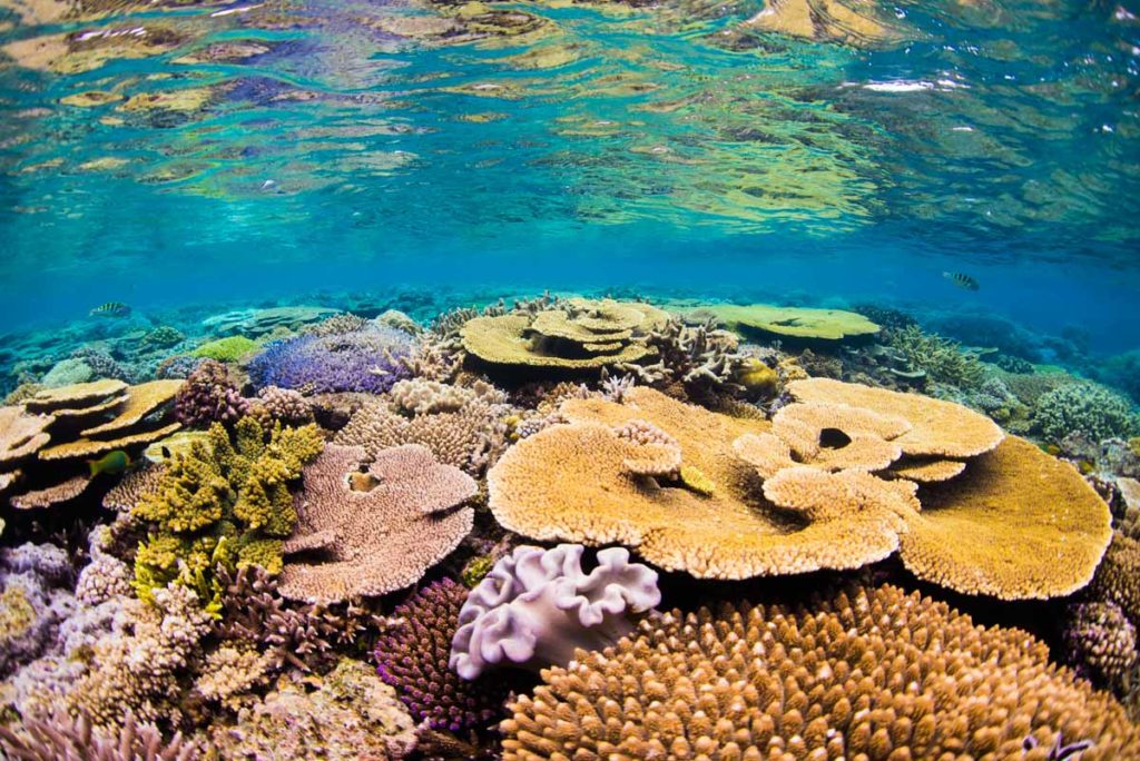 沖縄で1番綺麗な水納島の浅瀬の珊瑚 ①