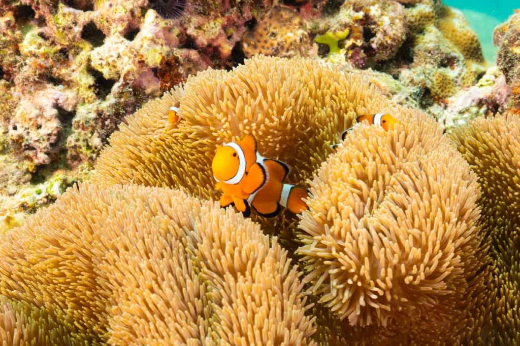 カクレクマノミとイソギンチャク