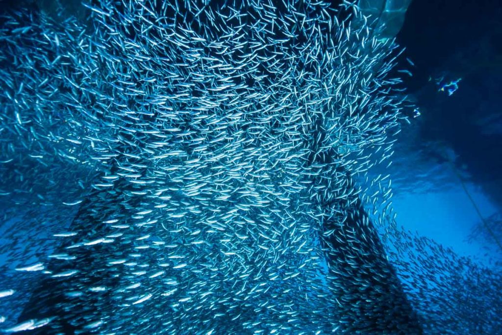 ミジュンの群れ・ゴリラチョップ