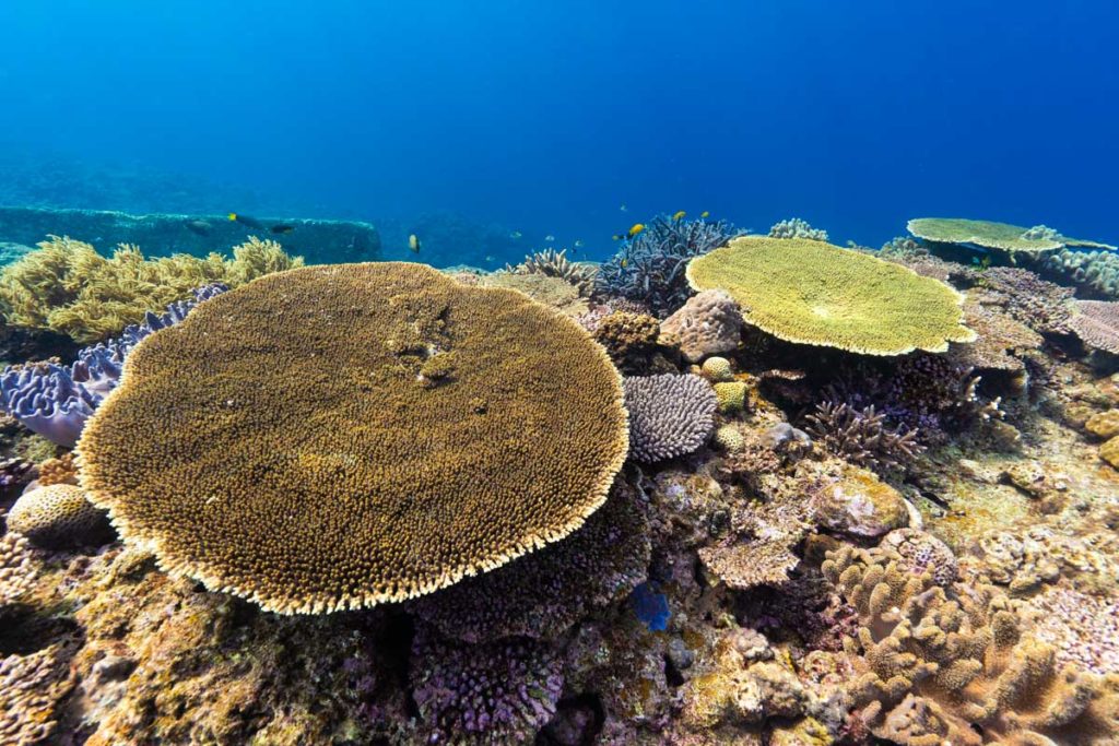 アクアポリスの浅瀬の珊瑚