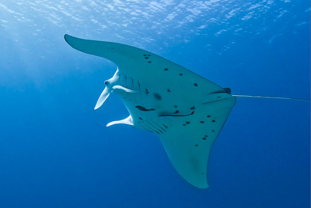 マンタ(オニイトマキエイ)